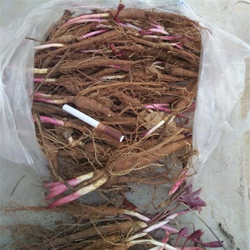 油牡丹种植基地:一片绿色希望的增长