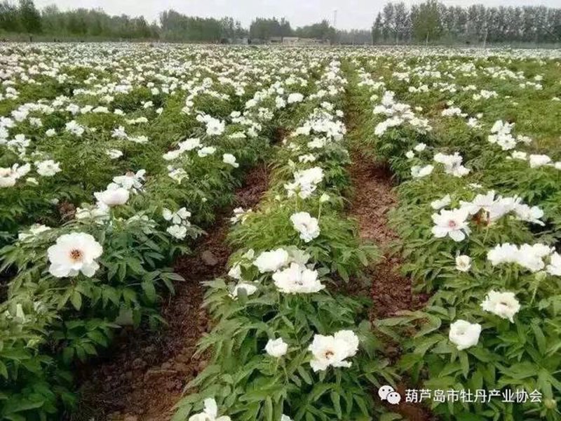 油用牡丹产业:中国绿色经济的新力量