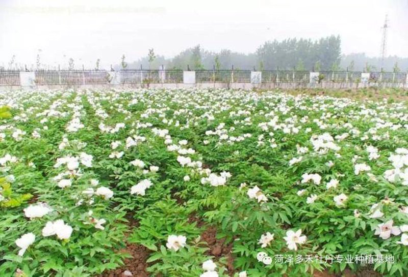 河北油牡丹产业：一场绿色能源与可持续发展的盛宴