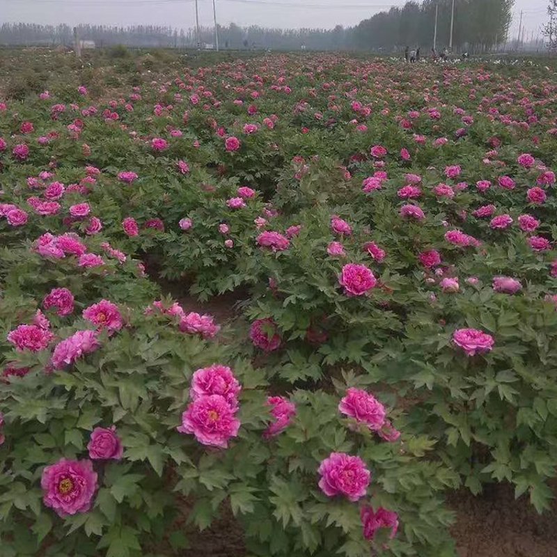 油牡丹苗价格波动原因解析