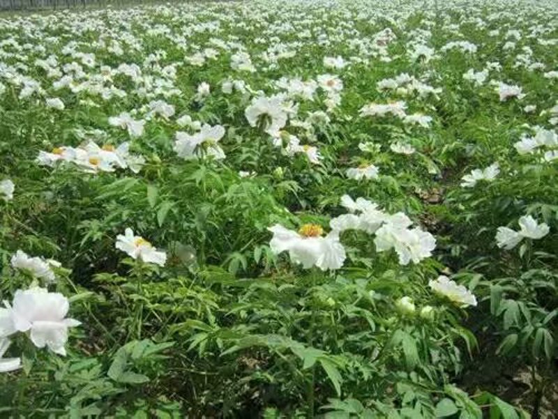 探访油牡丹种植基地：乡村振兴的新篇章