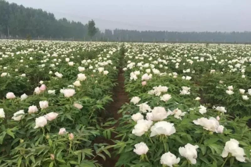 牡丹苗批发：走进春日里的美丽花园